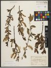 Foto von Salix waldsteiniana Willd.